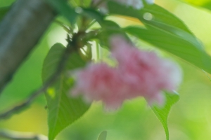绿叶粉色花朵护眼6K手机壁纸竖屏