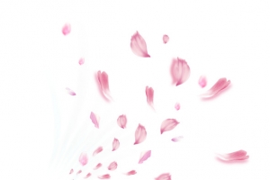 漂浮花瓣