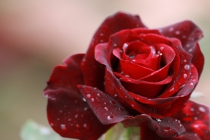 红色玫瑰花3440x1440壁纸