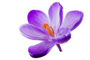 丁香花