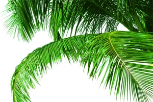 伸展的椰子树叶