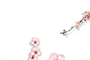 立春桃花节元素图春天
