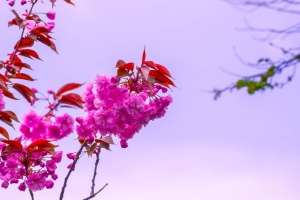 花 粉红色 树枝 开花 宏观 灌木 天空 4k壁纸 3840x2160