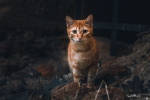 猫 宠物 一瞥 橙色 动物 4k壁纸 3840x2160