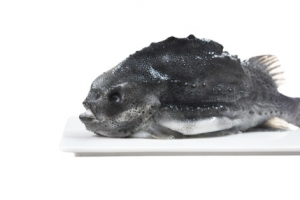 食用海参斑鱼