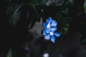 花 叶 植物 滴 4k壁纸 3840x2160