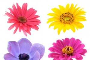 菊花兰花月季花png素材