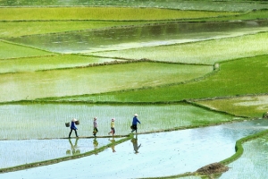 稻田里的人背景装饰