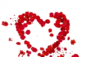 心形玫瑰花花瓣