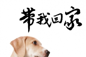 可怜的小狗