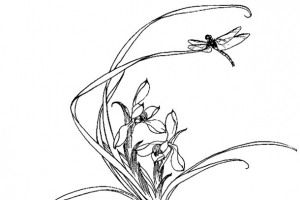 蜻蜓兰花图片