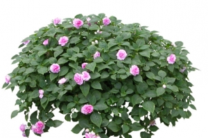 凤仙花