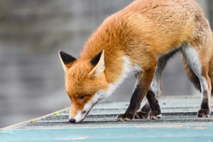 狐狸 爪子 捕食者 动物 4k壁纸 3840x2160