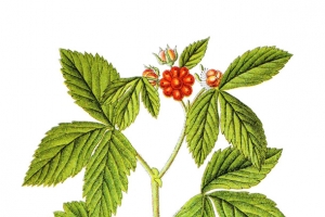 悬钩子属植物手绘