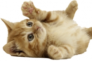 小橘猫宠物猫咪