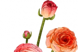 一束手绘水粉画玫瑰花