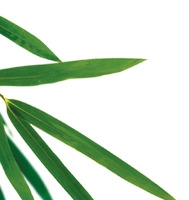 创意手绘合成绿色的竹子效果