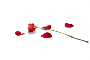 玫瑰花