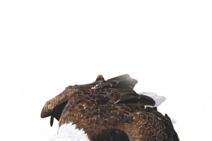 鹰