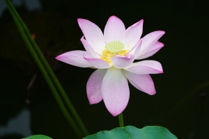 池塘粉色荷花4k壁纸