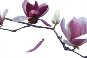 鲜花