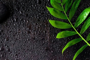 清新绿叶水珠平面广告