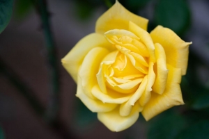 玫瑰 花 花瓣 黄色 宏观 4k壁纸 3840x2160