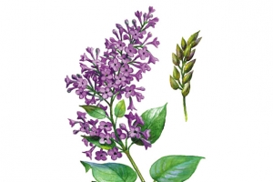 手绘紫丁香花卉插画免抠