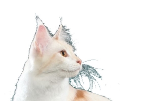 猫白猫