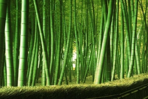 竹林竹路