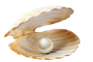 珍珠贝壳
