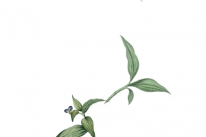 手绘简约花卉纹理