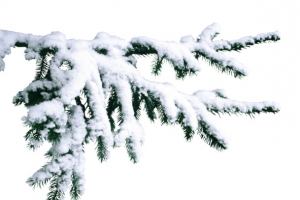 松针雪覆盖的松针