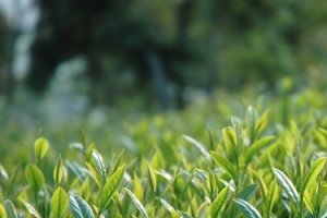 茶园背景
