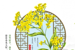 清明时节油菜花盛开