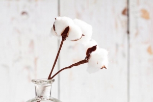 放在瓶子里的棉花