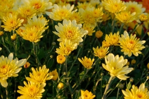 菊花 花 花瓣 植物 微距 黄色 4k壁纸 3840x2160