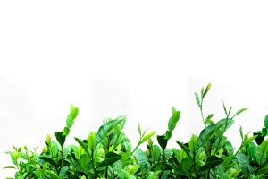 可摘的茶叶