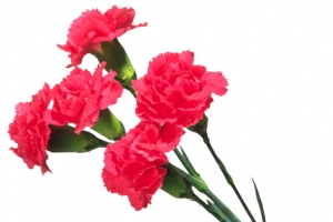 四枝 红色 花朵png素材