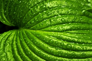 叶 雨 春 自然 绿色 植物 水 湿 环境 季节 特写 新鲜 5K背景图片