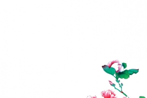 牡丹花