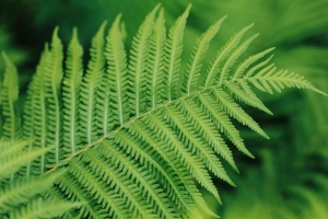 蕨类植物 绿色护眼 5K壁纸