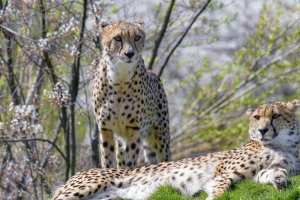猎豹 动物 捕食者 突出的舌头 放松 4k壁纸 3840x2160