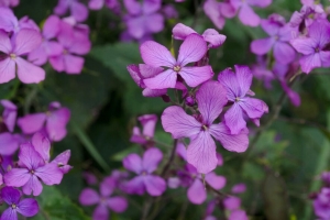  lunaria 花 花瓣 紫色 4k壁纸 3840x2160
