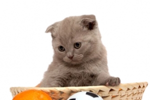 猫玩耍的图案PNG素材