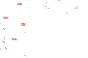 花瓣漂浮