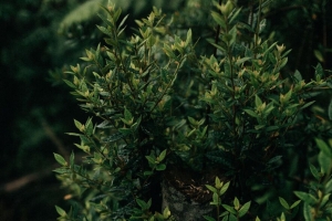 灌木 植物 树叶 绿色 阴影 4k壁纸 3840x2160