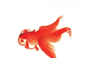 金鱼