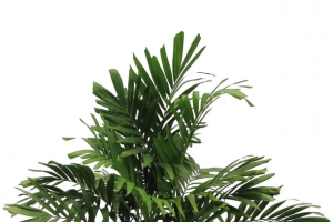 凤尾竹绿植元素