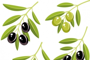 矢量两枝青橄榄两枝绿橄榄